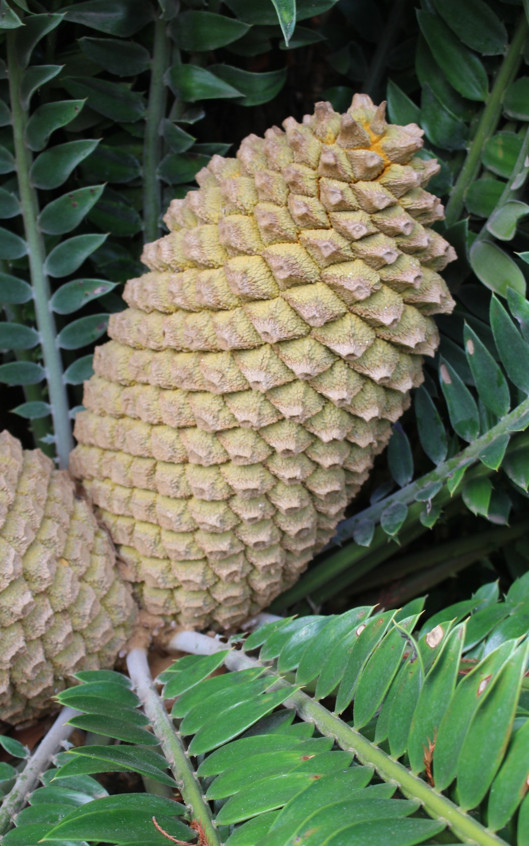 Inflorescence_female